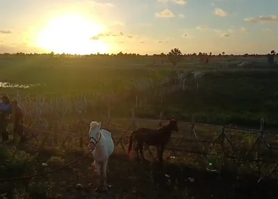 PRF recolheu animais soltos em rodovias