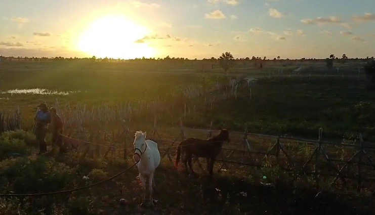 PRF recolheu animais soltos em rodovias