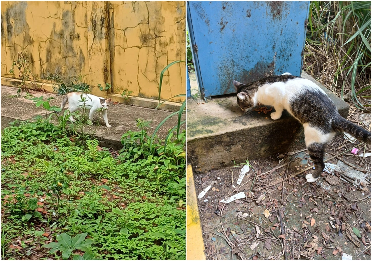 Professor alimenta gatos abandonados na Escola Municipal Mário Faustino