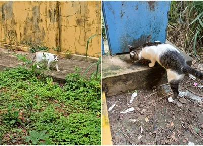 Professor alimenta gatos abandonados na Escola Municipal Mário Faustino