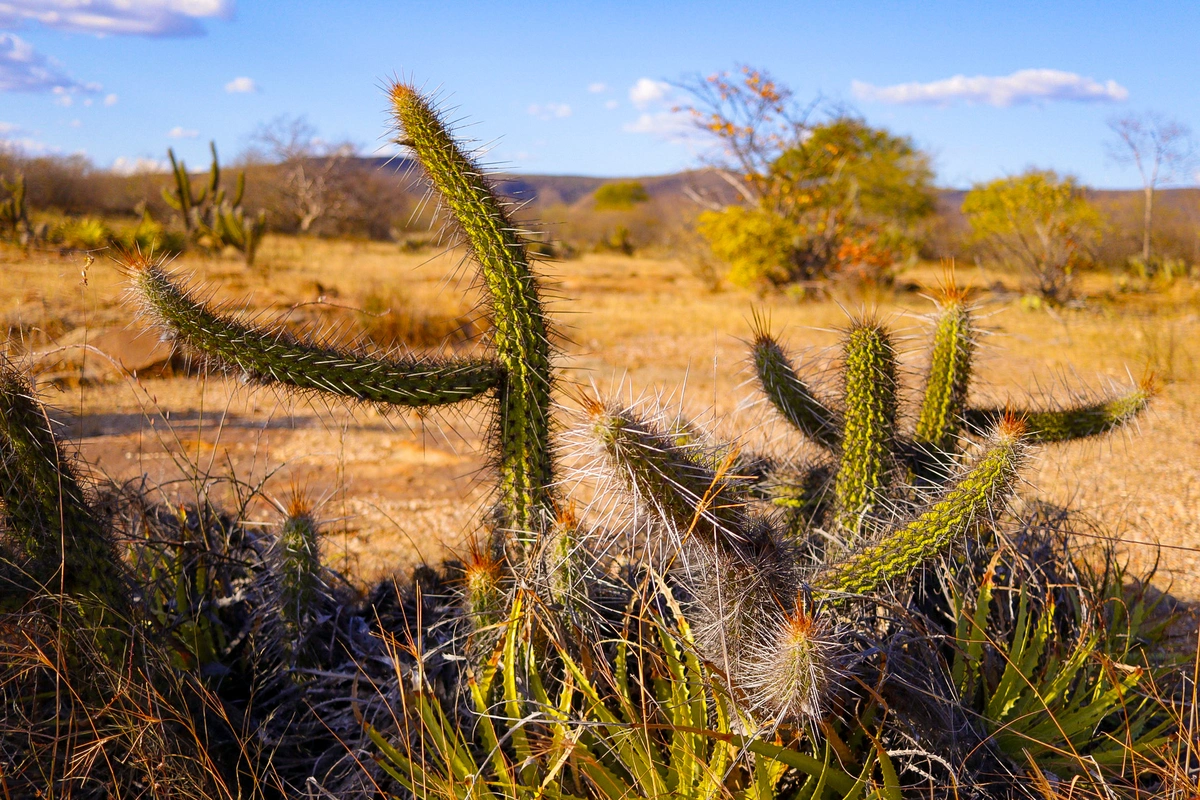 Vegetação da caatinga