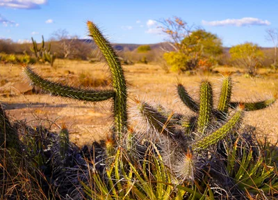 Vegetação da caatinga