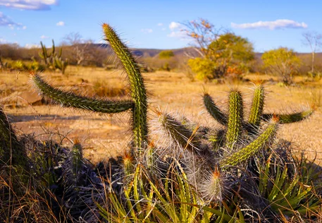 Estados do Nordeste estruturam Fundo Caatinga para regeneração do semiárido