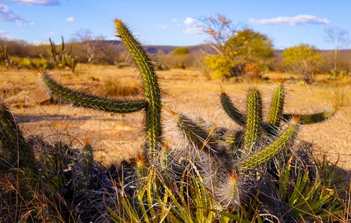 Vegetação da caatinga