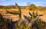 Vegetação da caatinga