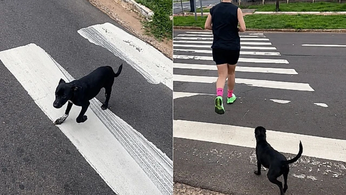 Vira-lata acompanha casal por 7 km durante corrida e ganha um novo lar
