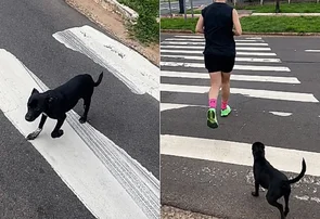 Vira-lata acompanha casal por 7 km durante corrida e ganha um novo lar