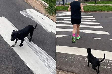 Vira-lata acompanha casal por 7 km durante corrida e ganha um novo lar