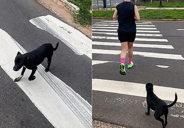Vira-lata acompanha casal por 7 km durante corrida e ganha um novo lar