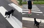 Vira-lata acompanha casal por 7 km durante corrida e ganha um novo lar