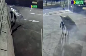 Ação terrorista na Havan em Maceió