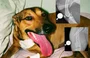 APIPA faz campanha para custear tratamento de cachorro atropelado em Teresina