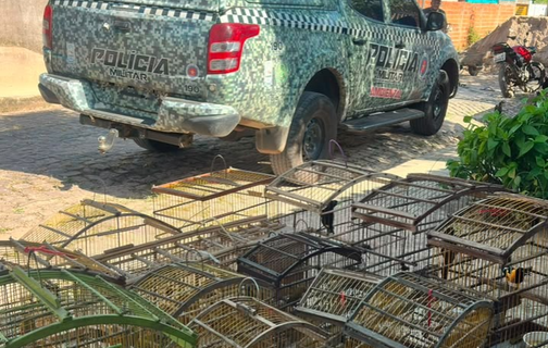 Batalhão Ambiental apreende aves silvestres criadas ilegalmente em povoado