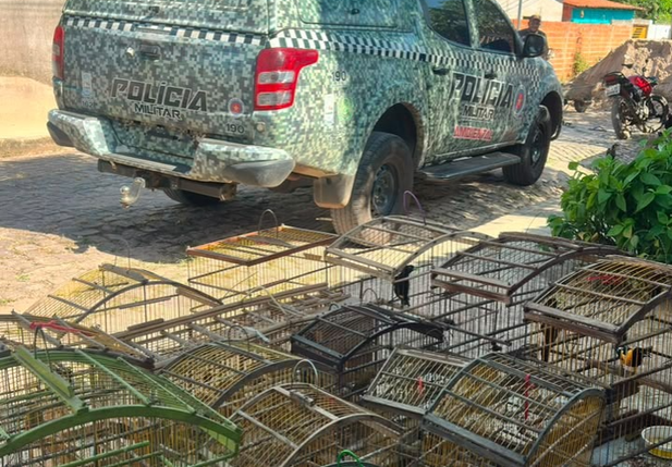 Batalhão Ambiental apreende aves silvestres criadas ilegalmente em povoado