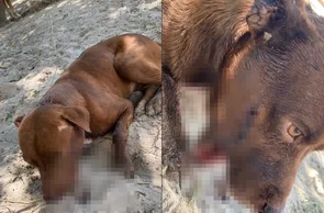 Cachorro foi baleado na boca em Timon