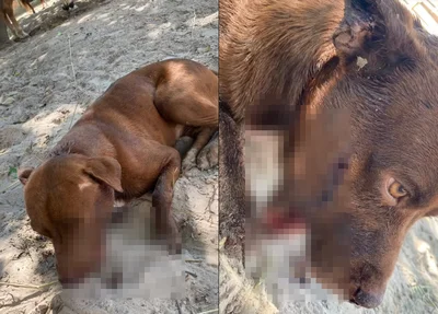 Cachorro foi baleado na boca em Timon