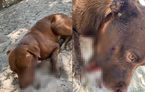 Cachorro foi baleado na boca em Timon