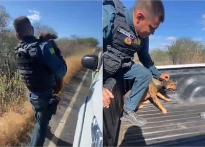 Cadela foi arrastada na PI 378 na zona rural de Pio IX