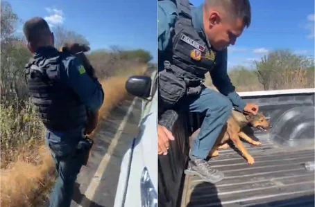 Cadela foi arrastada na PI 378 na zona rural de Pio IX