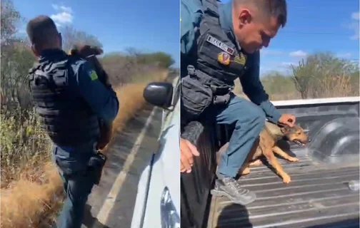 Cadela foi arrastada na PI 378 na zona rural de Pio IX
