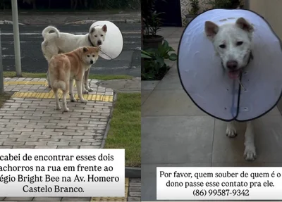 Cães são resgatados em frente a escola na zona leste de Teresina; tutor é procurado