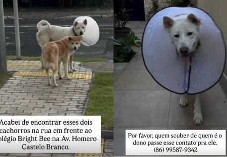 Dois cães são resgatados após serem encontrados soltos em avenida de Teresina