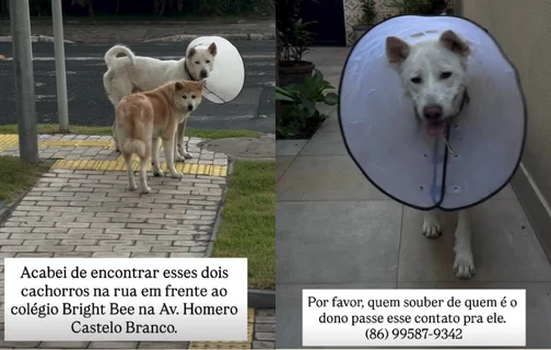 Cães são resgatados em frente a escola na zona leste de Teresina; tutor é procurado