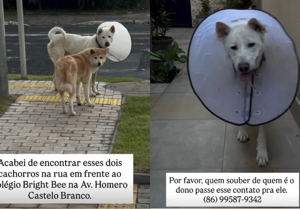 Cães são resgatados em frente a escola na zona leste de Teresina; tutor é procurado