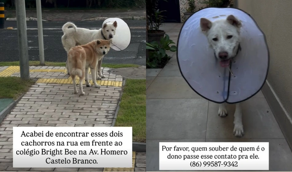 Cães são resgatados em frente a escola na zona leste de Teresina; tutor é procurado
