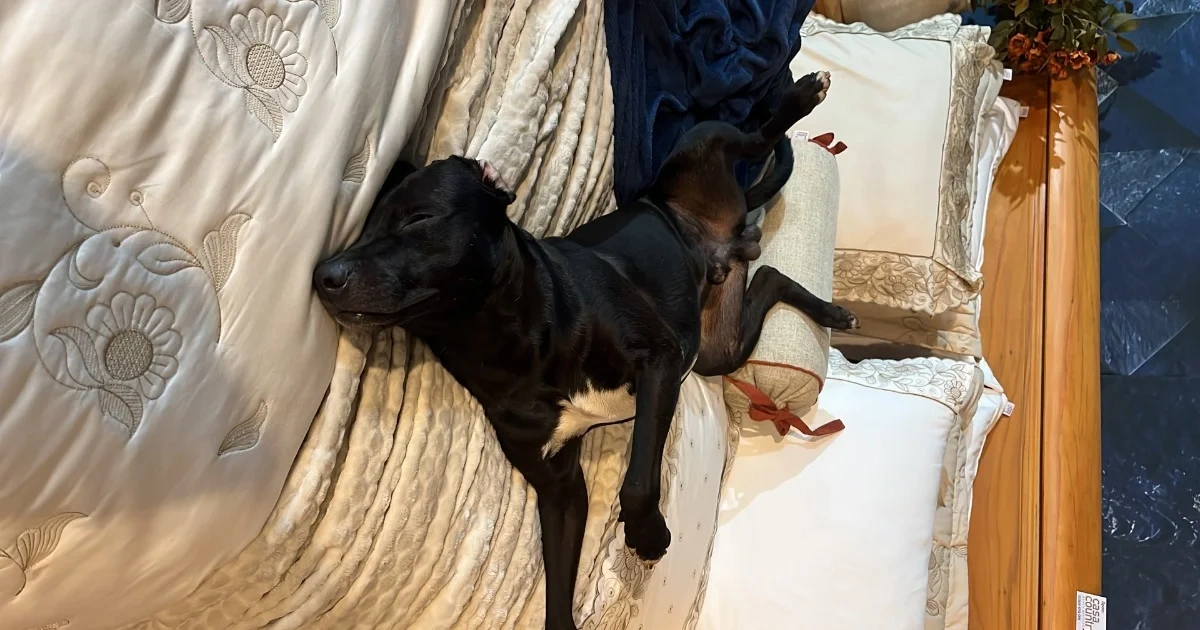 Cão abandonado entra em feira, dorme em cama de exposição e é adotado