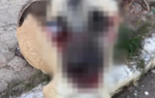 Cãozinho Lubes foi atropelado e perdeu um olho