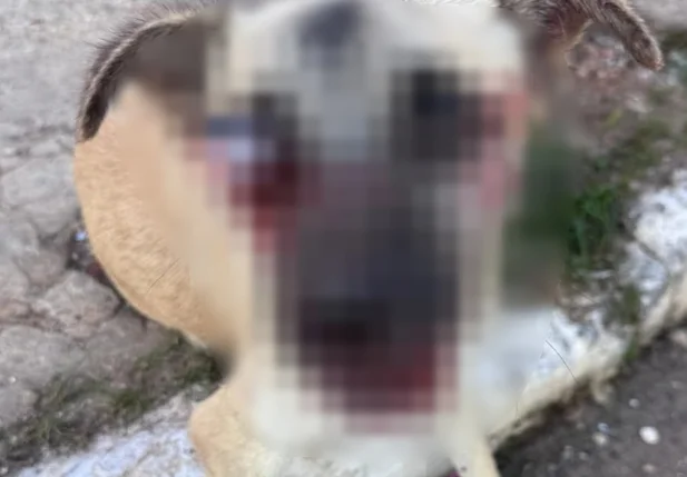 Cãozinho Lubes foi atropelado e perdeu um olho