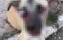 Cãozinho Lubes foi atropelado e perdeu um olho