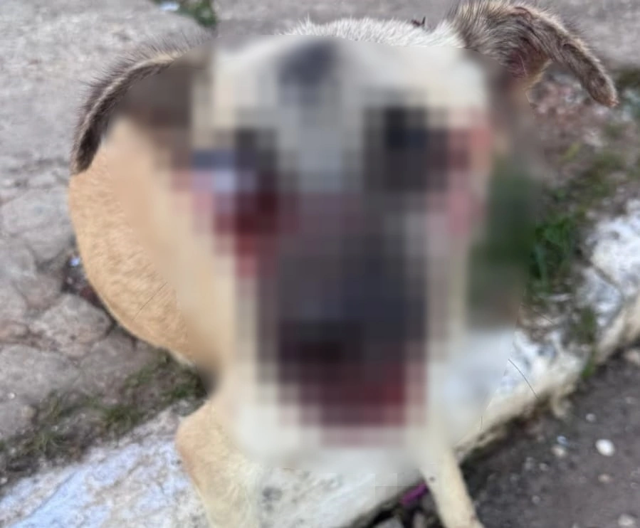 Cãozinho Lubes foi atropelado e perdeu um olho