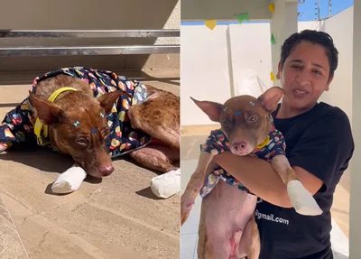 Castanha recebeu os cuidados necessários em uma clínica veterinária
