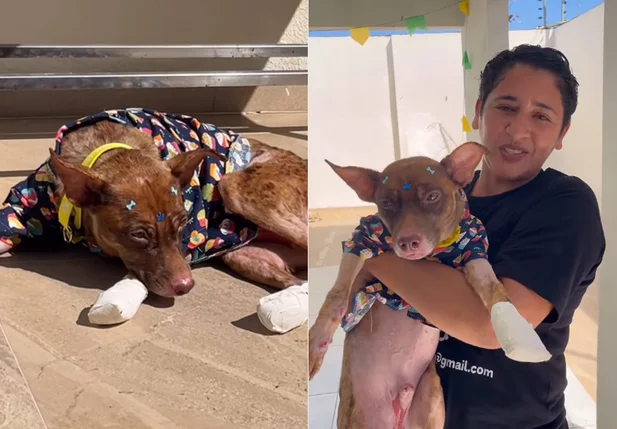 Castanha recebeu os cuidados necessários em uma clínica veterinária