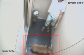 Imagens do elevador mostram dono com Pitbull ainda vivo.