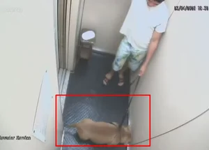 Imagens do elevador mostram dono com Pitbull ainda vivo.
