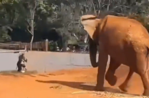 Mulher invade recinto de elefante no Zoológico de Brasília