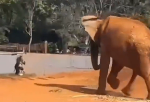 Mulher invade recinto de elefante no Zoológico de Brasília