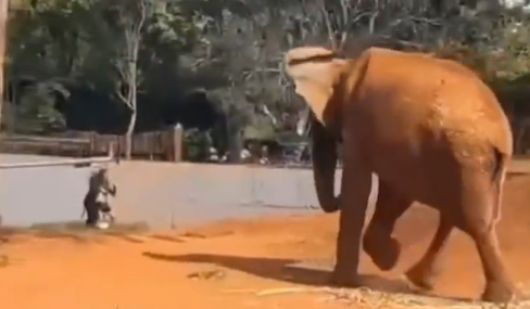 Mulher invade recinto de elefante no Zoológico de Brasília