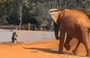 Mulher invade recinto de elefante no Zoológico de Brasília