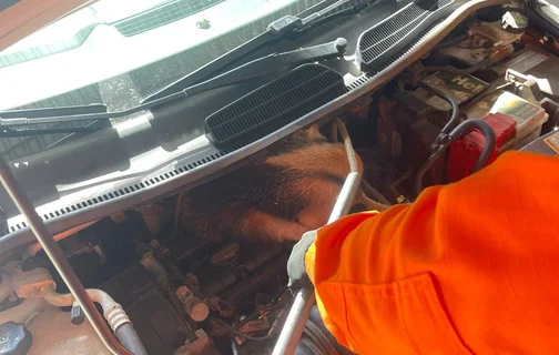 Tamanduá-mirim foi encontrado dentro do motor