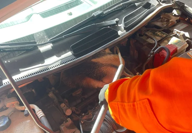 Tamanduá-mirim foi encontrado dentro do motor
