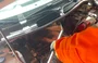 Tamanduá-mirim foi encontrado dentro do motor