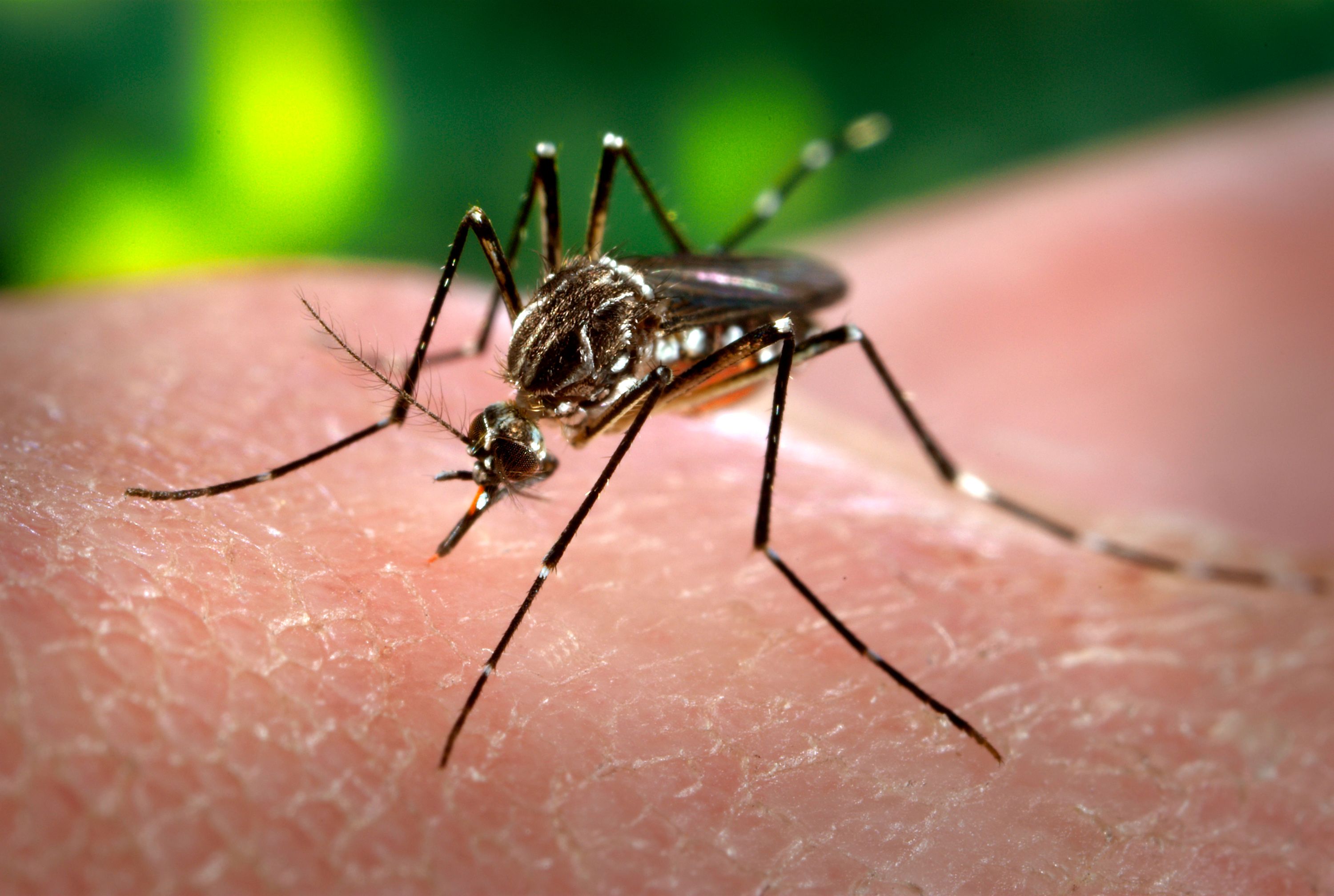 Mosquito da dengue