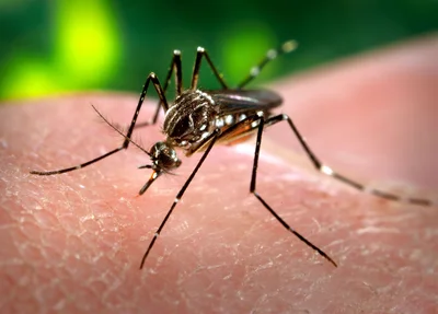 Mosquito da dengue