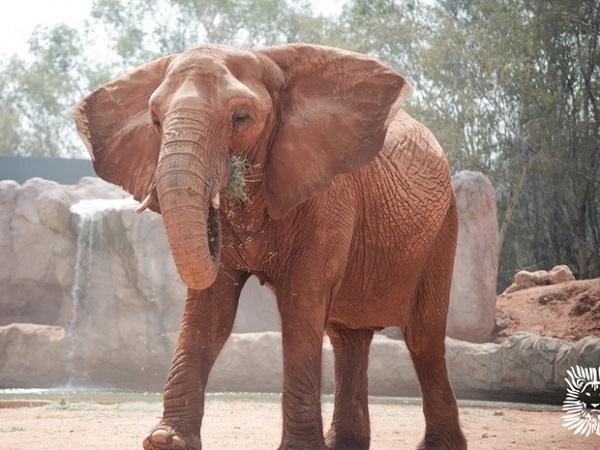 Elefante mata criança de 7 anos em zoológico no Marrocos