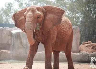 Elefante mata criança de 7 anos em zoológico no Marrocos