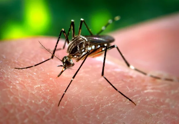 Anvisa alerta clientes sobre preço da vacina da dengue 